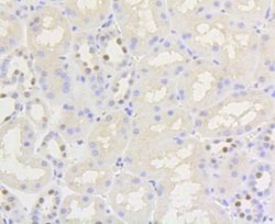 Nrf2, p Ser40 Antibody (SU0334), Novus Biologicals 100&mu;L:Antibodies,